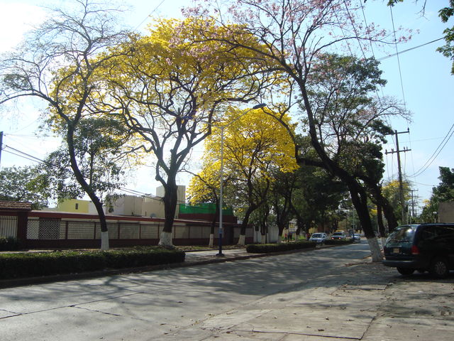 Guayacán Av Paseo Usumacinta 2012
